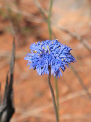 Wild flowers Purnululu