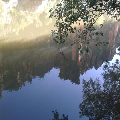 Windjuna Gorge fresh water croc